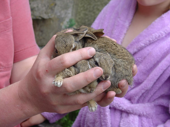 returnimage.cgi/10038/700