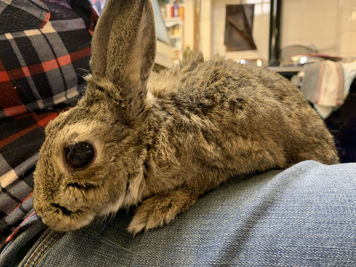 returnimage.cgi/10039/700