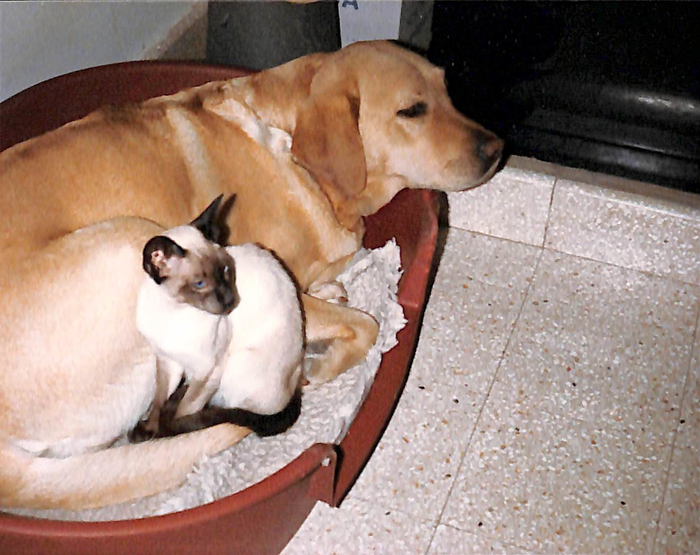 returnimage.cgi/10040/700