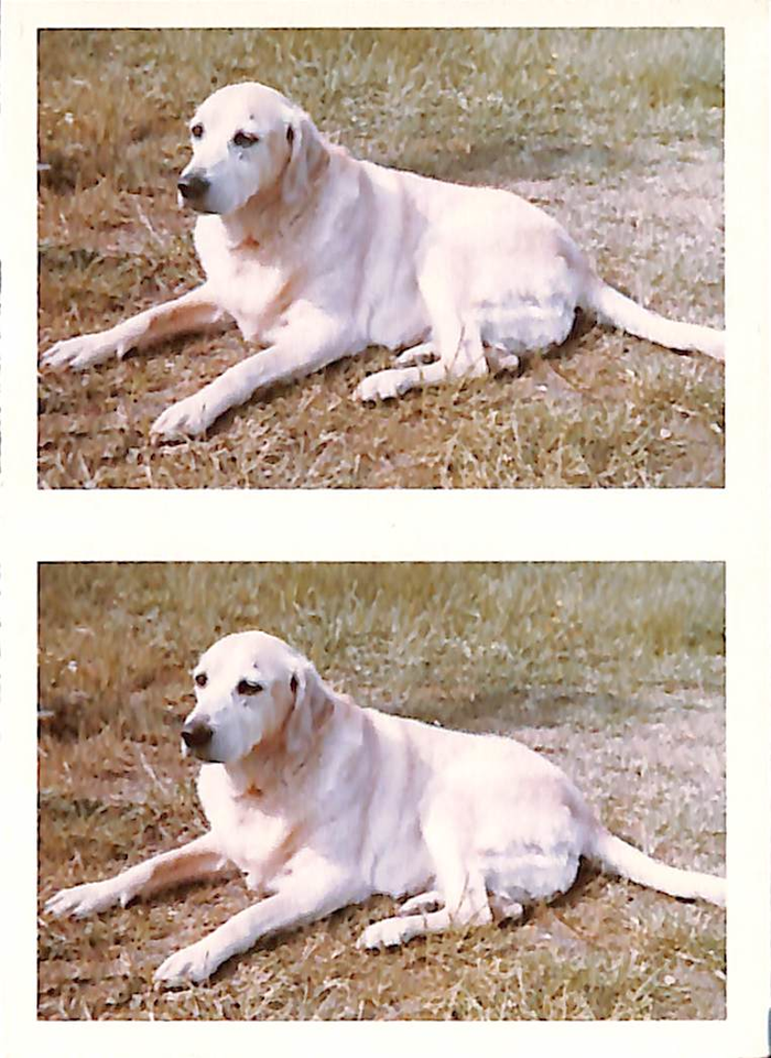 returnimage.cgi/10052/700