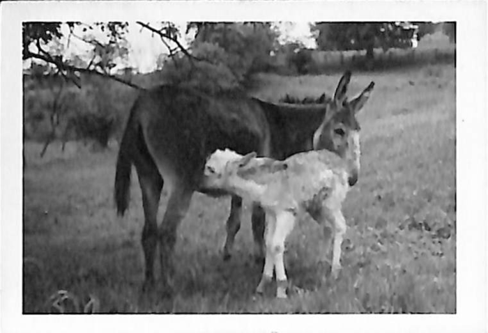 returnimage.cgi/10054/700