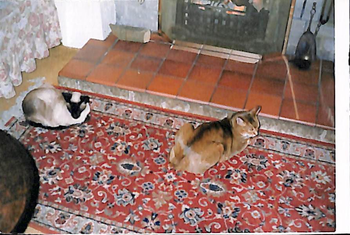 returnimage.cgi/10061/700