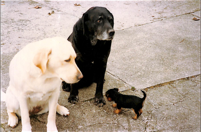 returnimage.cgi/10063/700