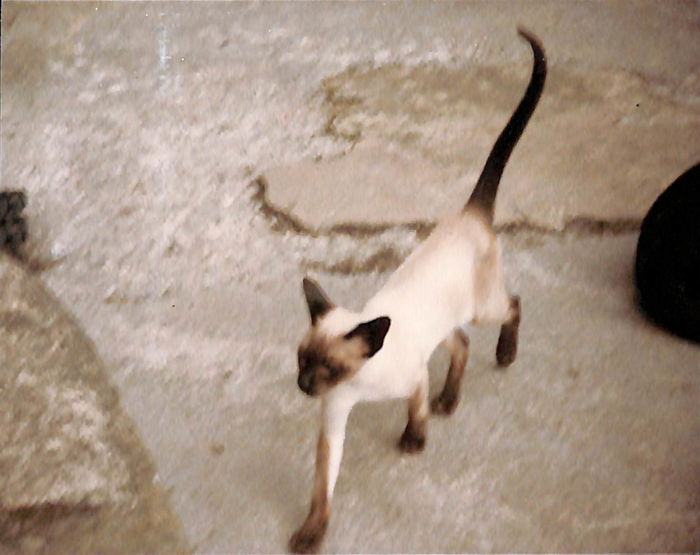 returnimage.cgi/10065/700