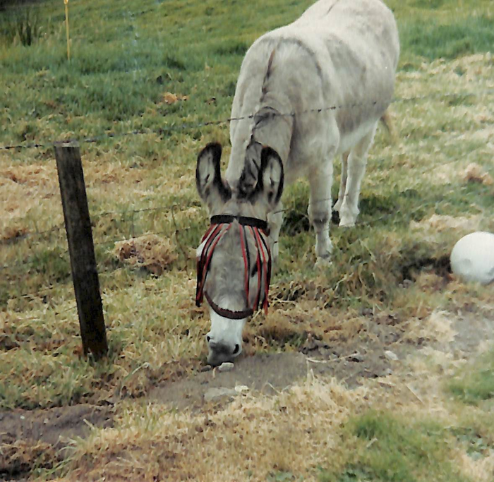 returnimage.cgi/10071/700