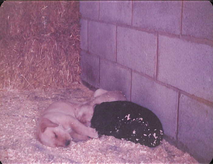 returnimage.cgi/10073/700