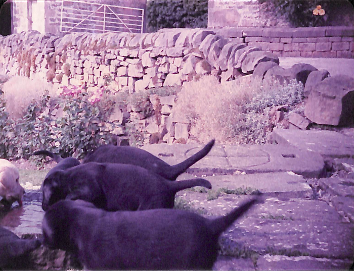 returnimage.cgi/10074/700