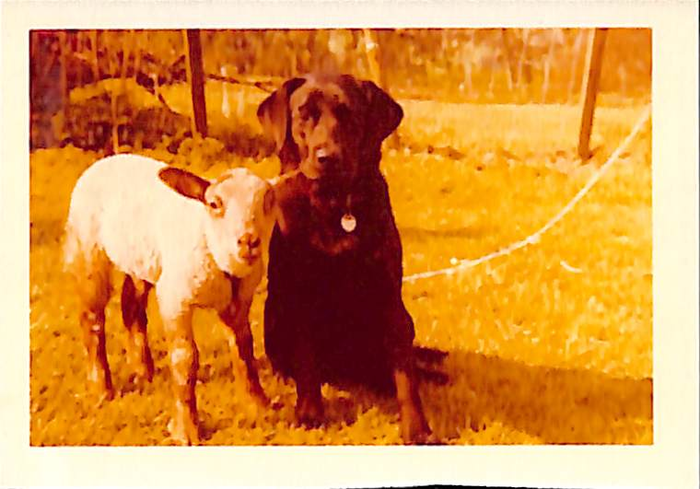 returnimage.cgi/10083/700