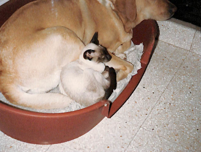 returnimage.cgi/10085/700