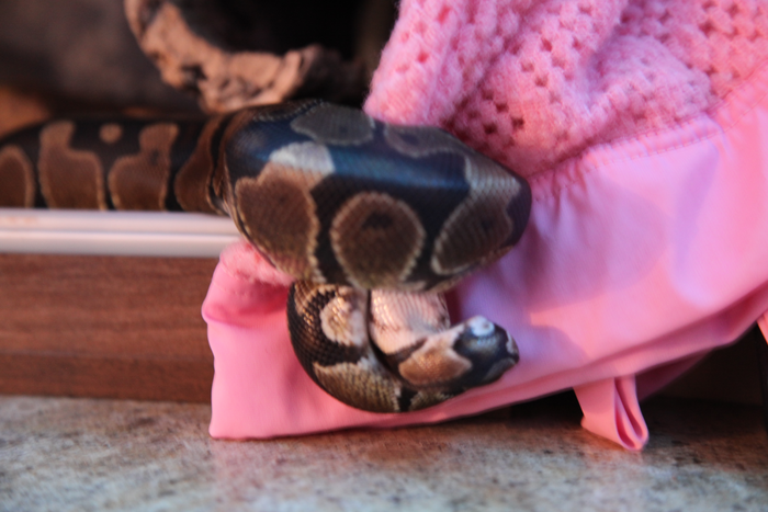 returnimage.cgi/16858/700