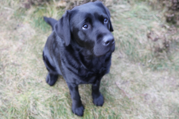 returnimage.cgi/16866/700