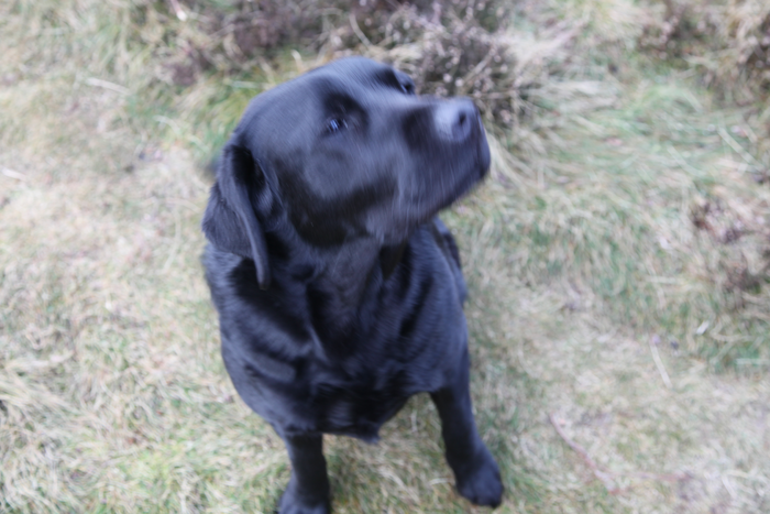 returnimage.cgi/16871/700