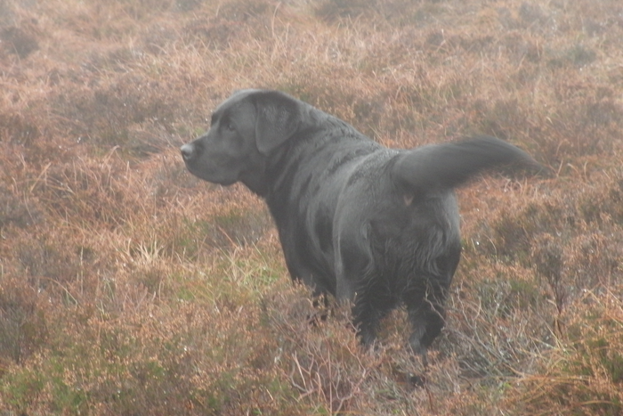 returnimage.cgi/16925/700