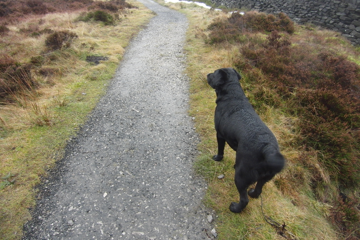 returnimage.cgi/16927/700