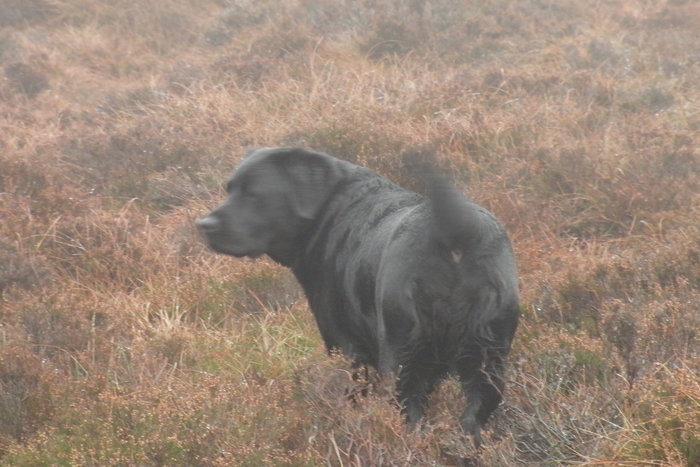 returnimage.cgi/16952/700